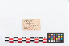 Etikett zu Bronzerollenkopfnadel (NHMW-PRAE-026436)